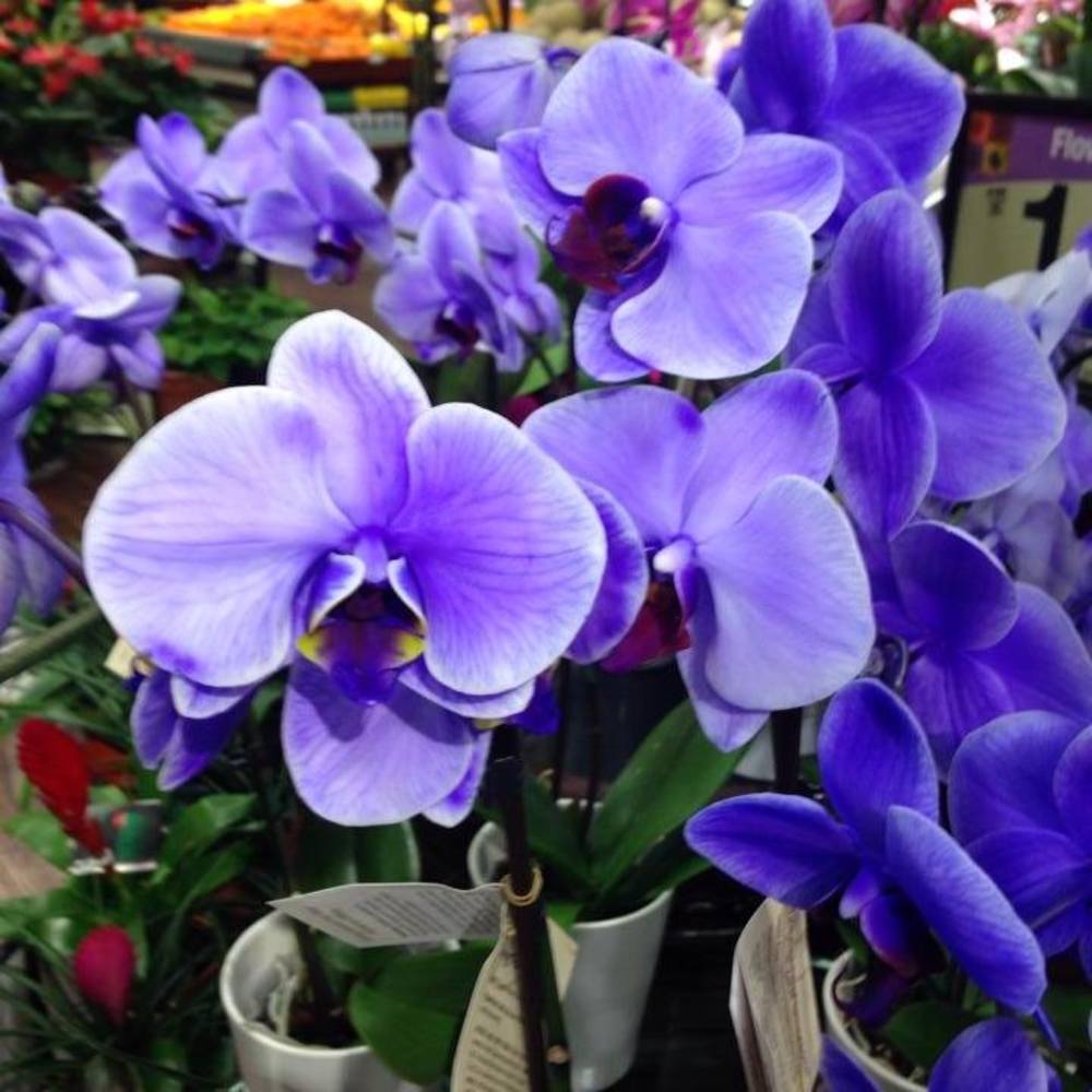 Meet your Posher, Reta